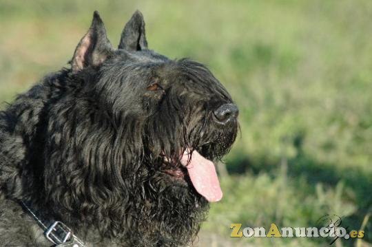Cachorros de Bouvier de Flandes